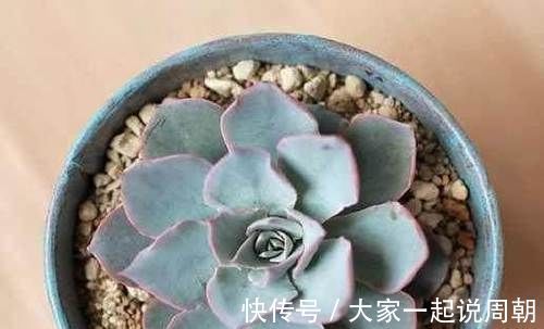 肉质|想要养多肉，又怕养死，这几种多肉好看又好养