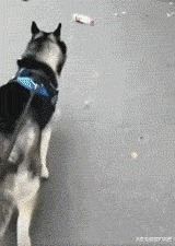 |搞笑GIF: 看着都觉得尴尬 下次就别在这种场合秀身材了