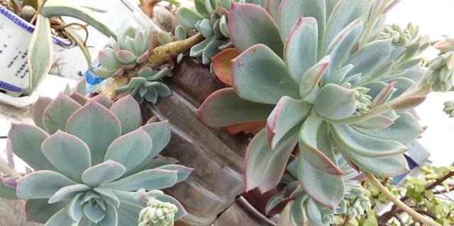 只要家里有油桶,就不用花钱买花盆!多肉种在油桶里,叶子胖嘟嘟