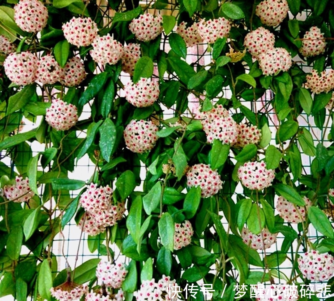 比蜜汁甜,比兰花香,家里养盆花,花球一串串,五彩斑斓像窗帘