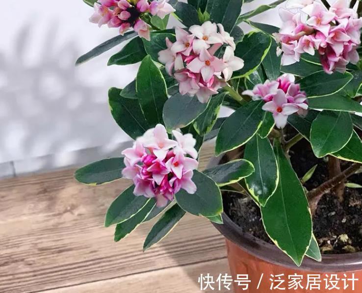 花卉|此花太好看了，真正的“花叶俱美”，现在养起来是真合适