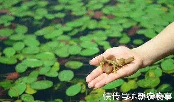 水生植物|池塘里的一种野菜，吃起来比豆腐还嫩，现在卖到30多一斤