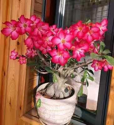 什么时候|沙漠玫瑰,什么时候要晒太阳什么时候不能晒太阳有必要明白!