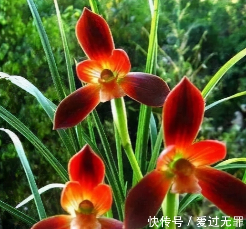 兰花|此兰，被誉为国兰第一红素，花色顶级，瓣型完美，珍贵又稀少