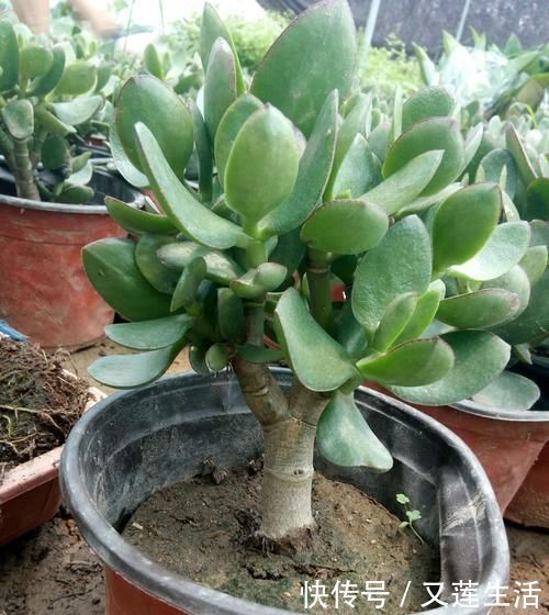 这3种花碰上雨天要搬回家，一淋雨就烂根，再次复花不容易