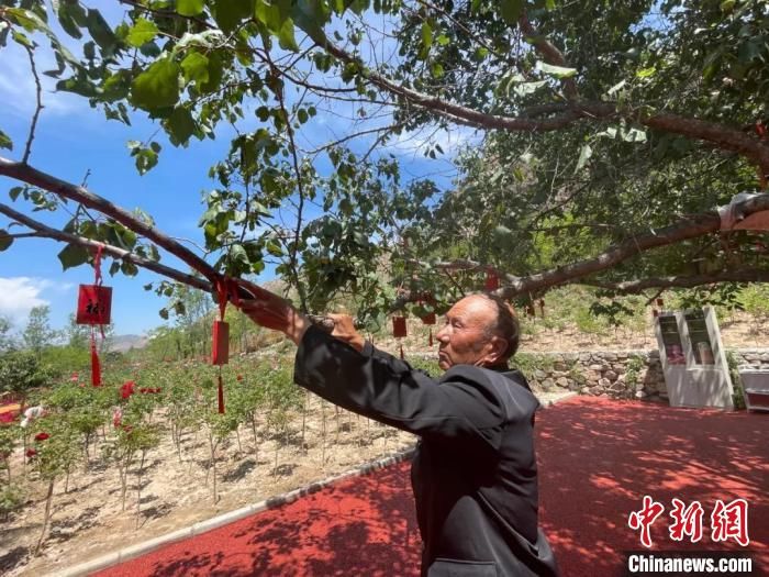 七旬老人黄河峡谷荒山种树28载