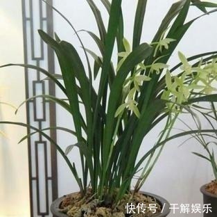 这些花最讨厌太阳,越阴凉越爆盆,还能开满花!