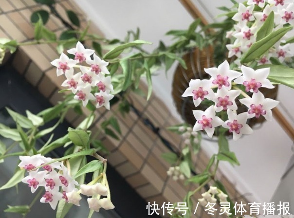 新手养花,不如养盆花中精品“国华皇中”,花色金黄,舒雅高洁