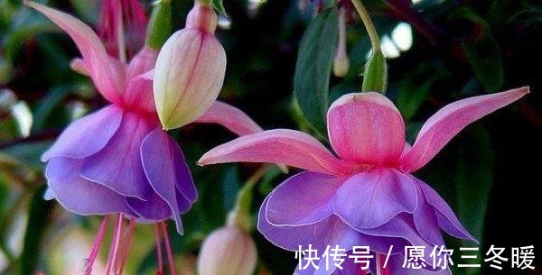 路边捡一把扔到花盆里，土壤肥的流油，根壮不腐烂，3年不用换土！