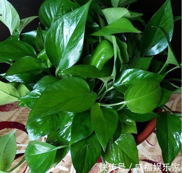 深秋养好花,不能少了“它”,比如绿萝和吊兰就是典型的代表