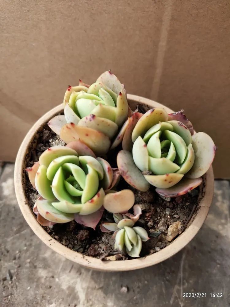 养肉多年的新手我相信它们一定可以变得更美丽！