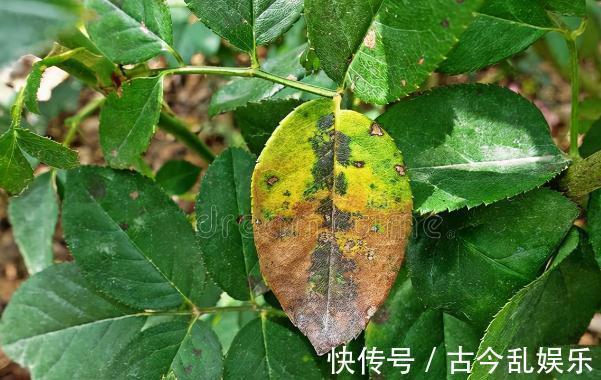 虫害|家里的花草爱生虫生病？盘点养花常用药，不再白花钱