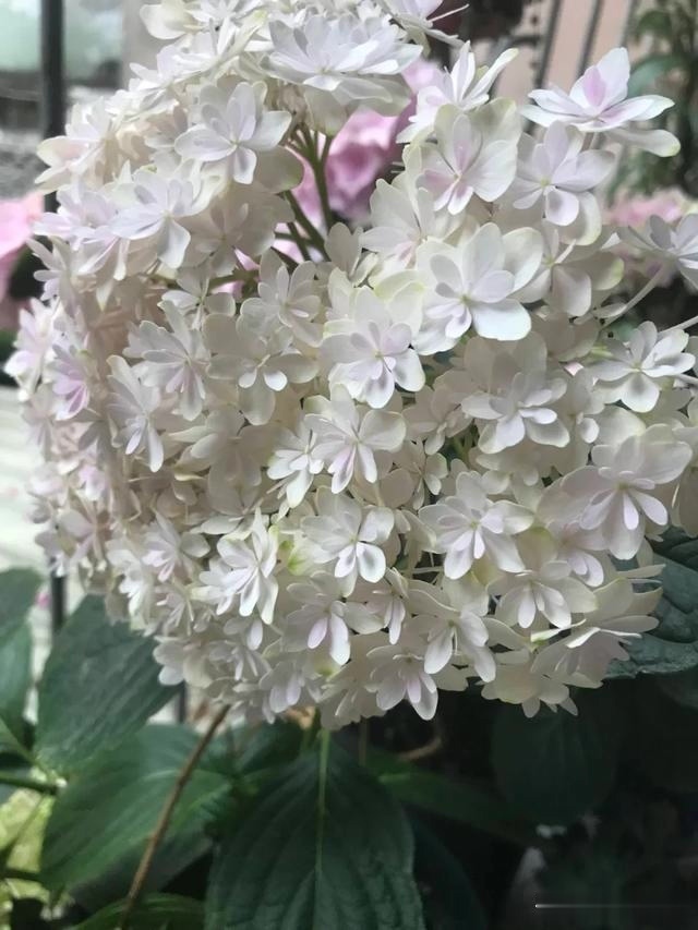 圆滚滚的绣球，瀑布般的花墙，这届花友也太会种花了吧