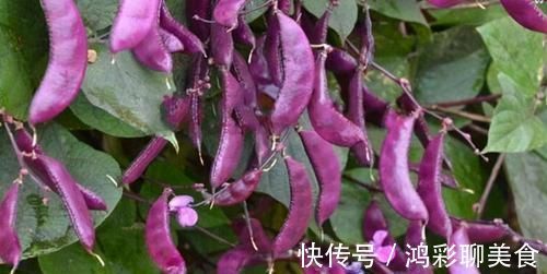 眉豆眉豆|想长寿要先会吃，3种食物离不开，补充营养，身体棒棒哒！