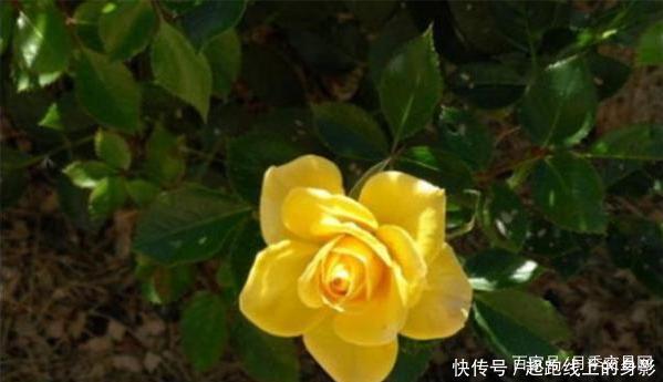 十大浓香月季排行榜,开花比香水还好闻,你喜欢哪种