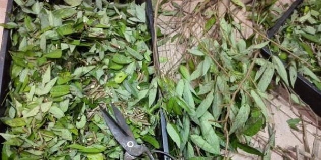 农村|农村一种粘衣草,令人非常讨厌,殊不知是名贵好药,根煲汤最靓