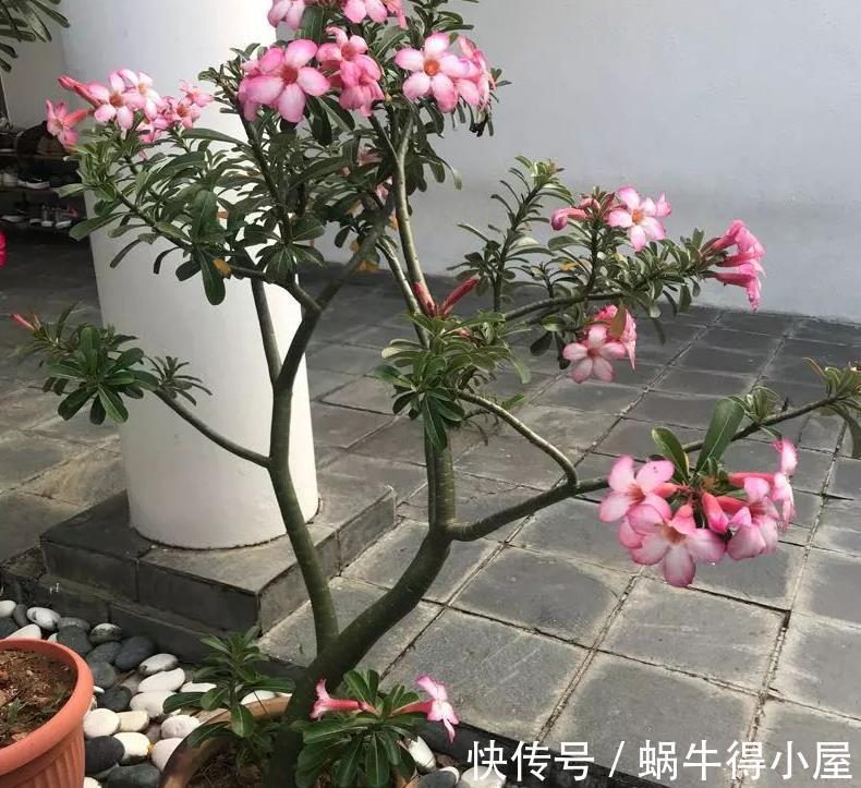 植株|盆栽沙漠玫瑰,6、7月趁早落实3点,花开满枝头,个大色艳