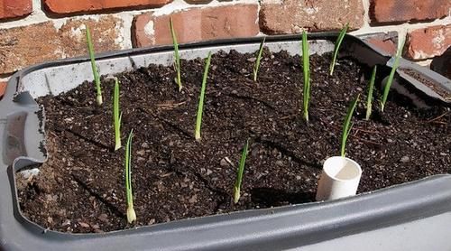 发芽的生姜不吃就盆栽,3个月下崽,秋收多到吃不完