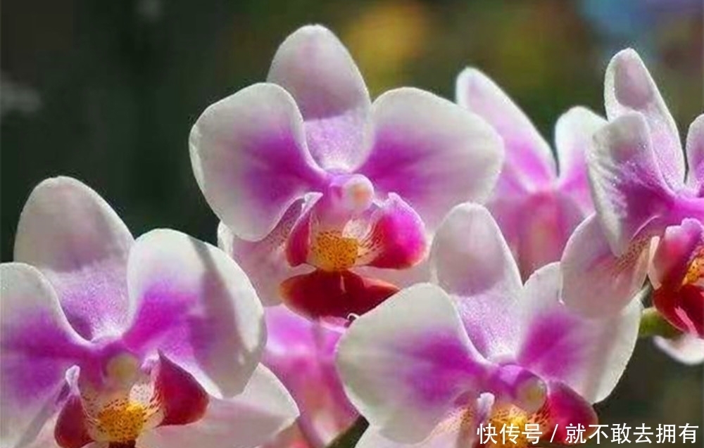 最不嫌贫爱富的花之一,尽量别用大盆养,简陋小盆更有利于开花