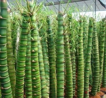 怪不得|怪不得老公把发财树扔了,现阳台流行种此花卉,香飘满屋更迷人