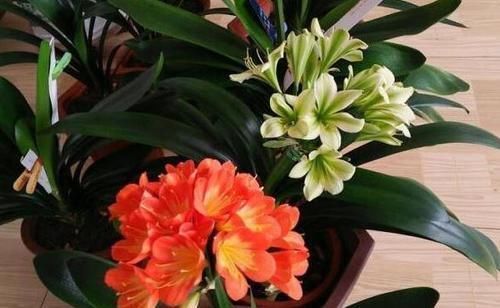 浇花|香蕉皮,作为天然有机肥,“酵一酵”养花,有这5大妙用