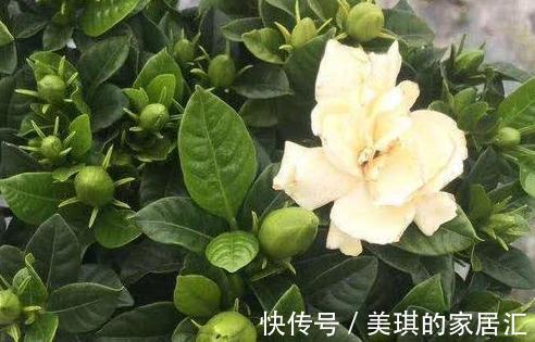 营养杯|导致，新买栀子花短期内，出现萎蔫，罪魁祸首有5点