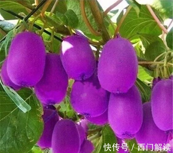 你绝对没见过的奇特的瓜果蔬菜！大开眼界！