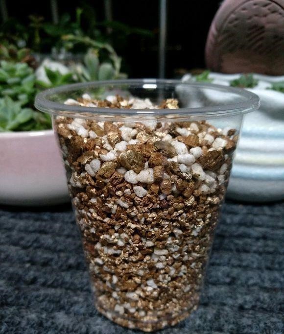 扦插最佳时期到了,有这花赶紧插,沾土就能活!