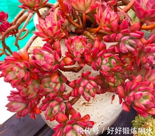 盘点3种爆崽普货多肉,好养护易群生,无需掐芽也能养成肉墩子