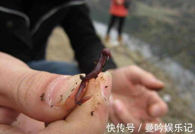 红虫|为什么用蚯蚓钓鲫鱼的人越来越少?告诉你蚯蚓与红虫的差距