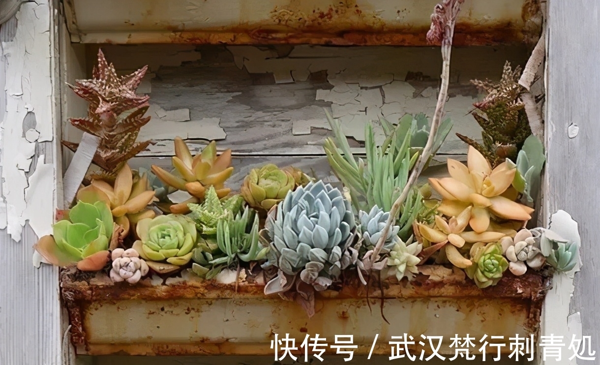 土壤肥力|作为养花新人,盆栽多肉该注意什么?“3招”就让叶子肥嘟嘟