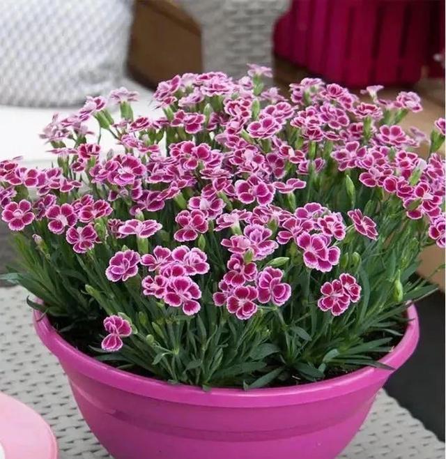 这花真好养,新手也能上手,家里养几盆,花繁色艳,漂亮极了