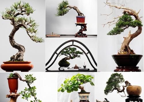 根系|盆景的翻盆换土操作,记住4个要领,根系强健,生长旺盛