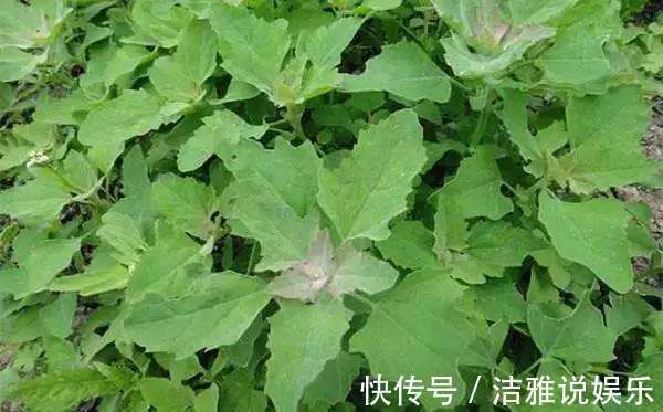 车前草|这些野菜随处可挖,个个都是抗癌大王,你认识几个