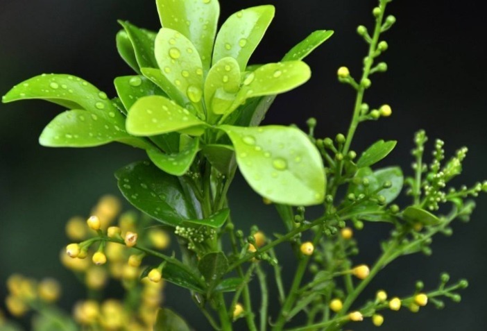 米兰开花少教你3个养护妙招，全年开花，轻松爆盆，花香满屋！