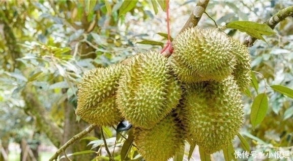 产量|一棵榴莲树可以结400个榴莲,明明产量很高,为何还卖这么贵?