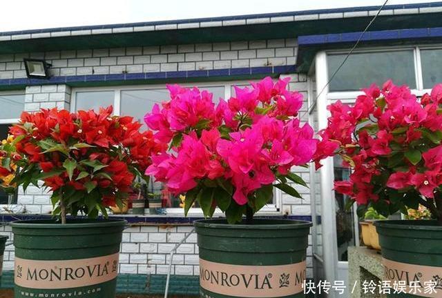 三角梅|秋季三角梅不开花太不正常!3个“逆袭”技巧,30天开花一大片