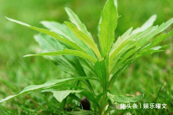 芳樟醇|农村有一草能降低血压功效，但农民都把它当野草除掉，太可惜了！