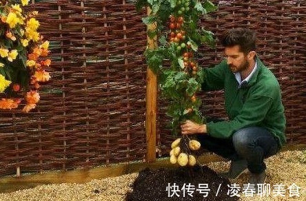 土豆|土豆嫁接西红柿,花盆长满土豆,枝上挂满西红柿,换着吃,特新鲜