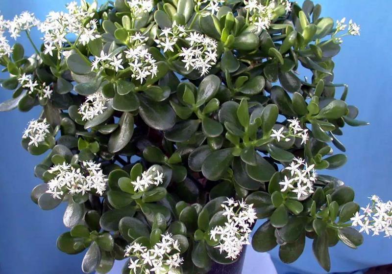 浇水|玉树很精致,养护出现问题,你这么解决就好