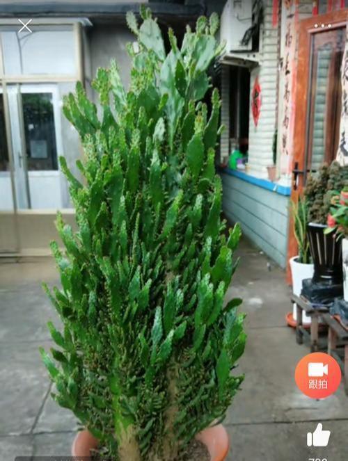 观音掌@千手观音掌,长到一米高,层层叠叠满“巴掌”,一层黄花一树果