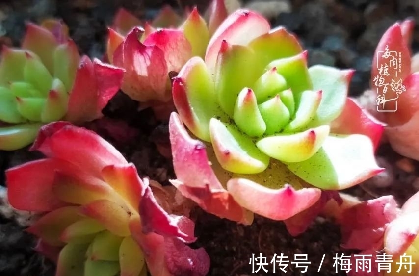 爱上多肉:何须浅碧轻红,自是花中一流!