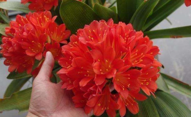 老大爷养君子兰，整整10年，仅靠4种窍门，从幼苗养成富贵花