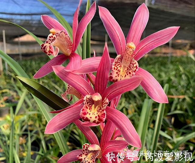 红贵妃|真正“贵气”的兰花,长这样,它美艳绝伦,花香浓郁,人见人爱