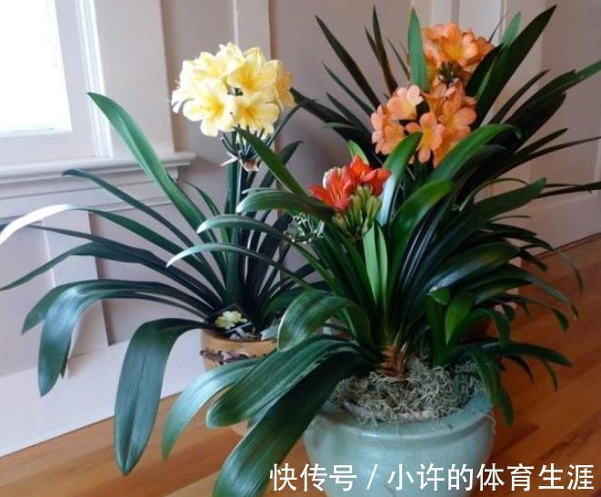 想要君子兰顺利开花,12月做好这几件事,花箭花苞长不停