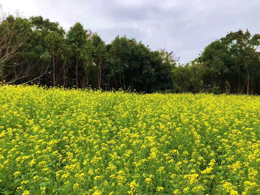 郁金香|厦门集美：满“苑”春色关不住 七彩花卉“踏春”来