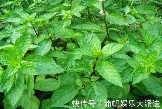 卫生间闻着臭臭的该怎么办盆栽它们,教你告别消毒水、清新剂