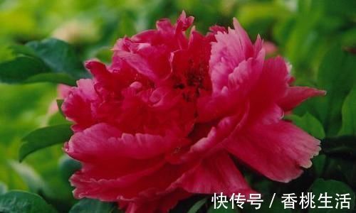 推荐新手养的4种花,全年都开花,花量巨大,气味芬芳