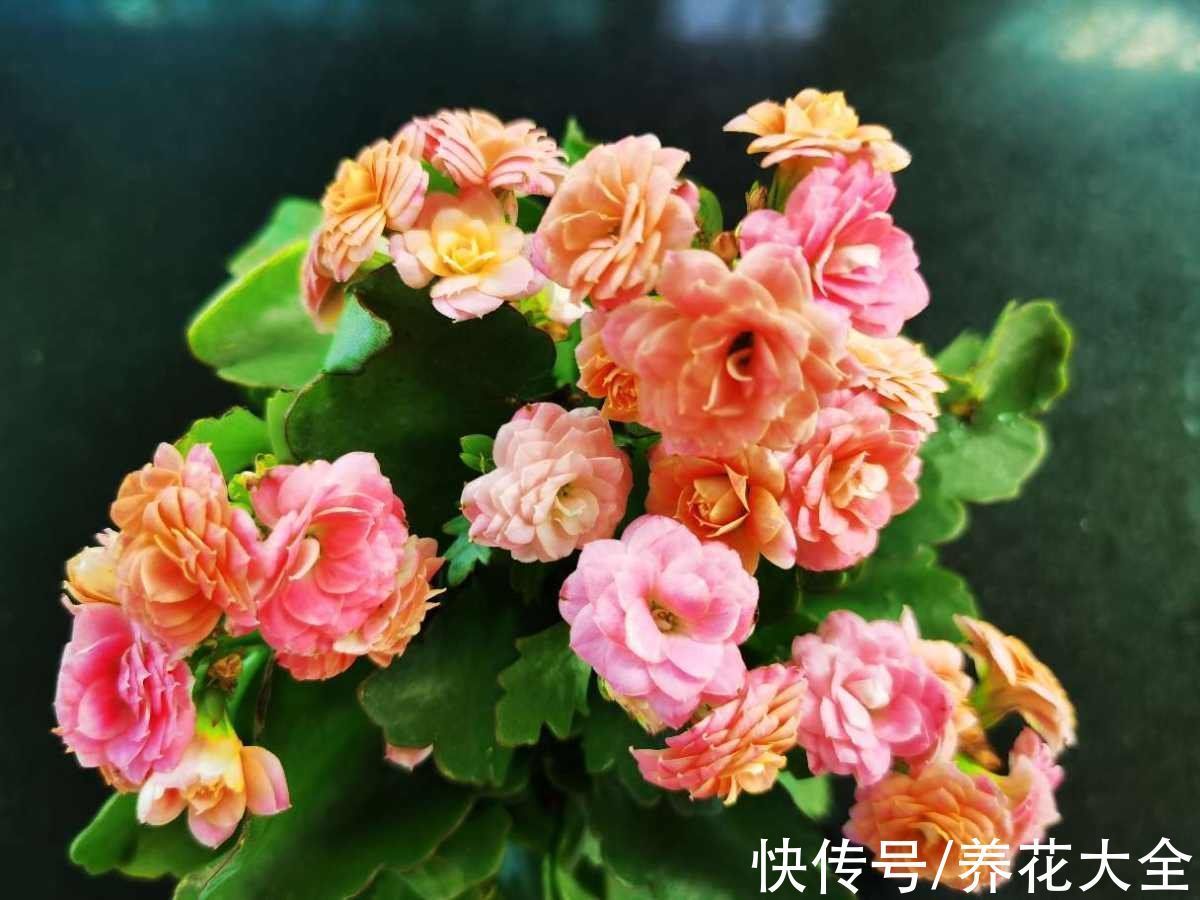 花根|想要养好长寿花，需注意“3少1丢”，来年独苗轻松变老桩