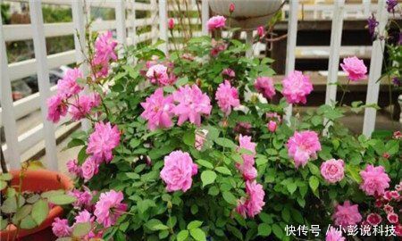 最厉害的养花营养液，给花喝一勺，猛长新叶，花开满盆